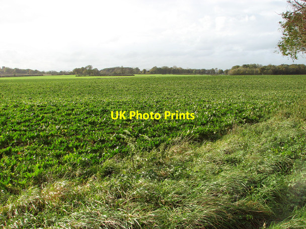 Photo 6"x4" Crop fields by Mere Farm Thurton c2014