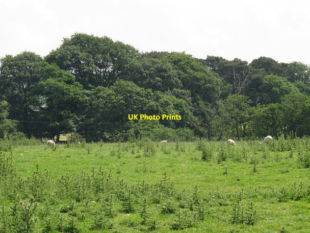 Photo 6"x4" Sheep in a thistly field Meerbrook c2014
