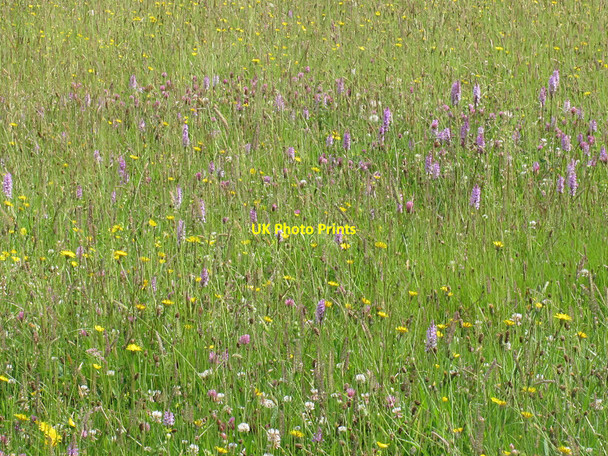 Photo 6"x4" Orchids in a meadow Blackshaw Moor c2014