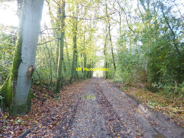 Photo 6"x4" Landford, byway Landford c2014