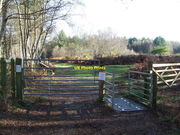 Photo 6"x4" Gate And Cattle Grid Dunwich c2014