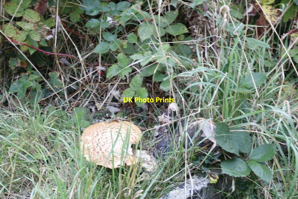 Photo 6"x4" Fungi in the Cemetery Reading c2014