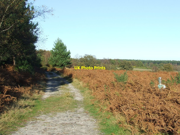 Photo 6"x4" Sandlings Walk Westleton c2014