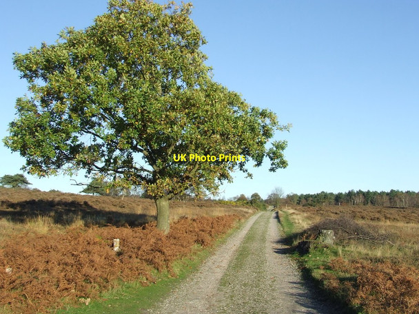Photo 6"x4" Track And Tree Westleton c2014