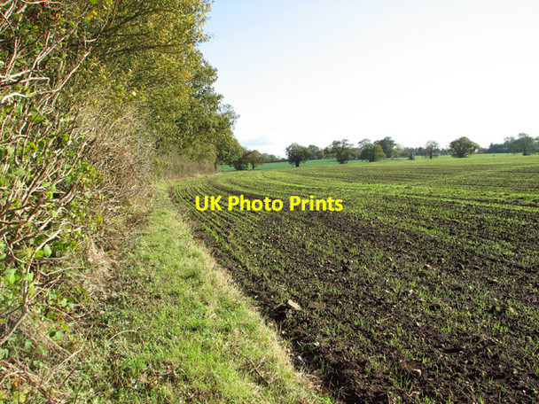 Photo 6"x4" Crop fields south of Dove Lane West Poringland c2014