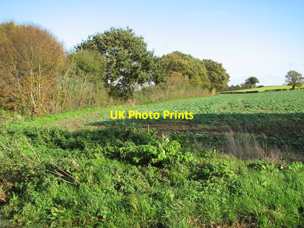 Photo 6"x4" Brassica crop field east of Wash Lane West Poringland c2014