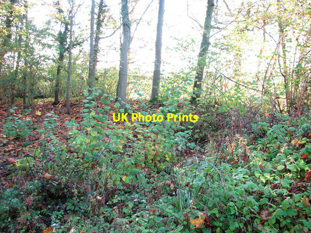Photo 6"x4" On the edge of Brooke Wood Howe\/TM2799 c2014