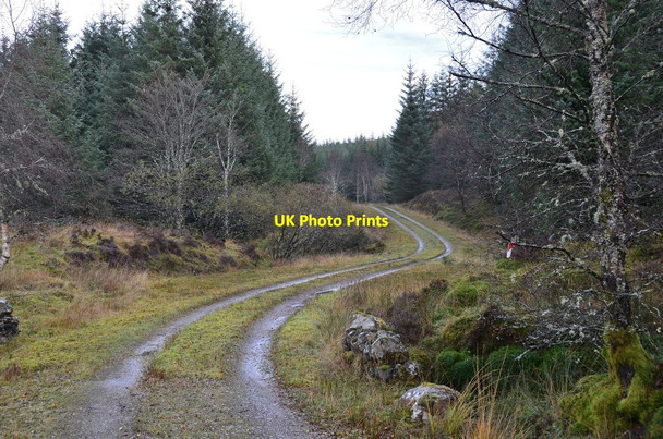 Photo 6"x4" Forest track, Glen Dochart Killin\/NN5732 c2014
