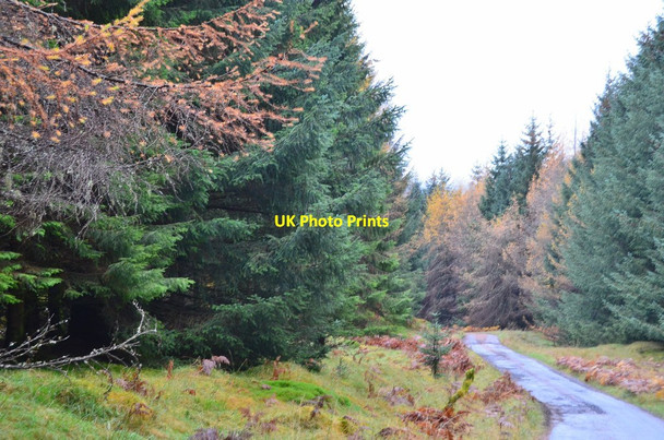 Photo 6"x4" Road through the forest Killin\/NN5732 c2014