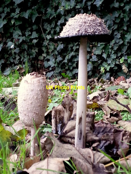 Photo 6"x4" Coprinus comatus Ross-on-Wye c2014