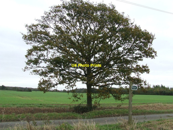 Photo 6"x4" Oak Tree Rendham c2014