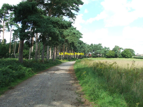 Photo 6"x4" Tree Lined Track Butley c2014