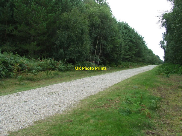 Photo 6"x4" Sandlings Walk Capel Green c2014