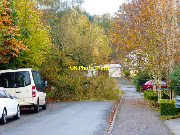 Photo 6"x4" Tree down on Beacon Hill (2) Woking c2014