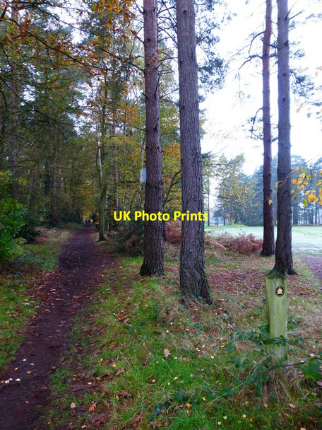 Photo 6"x4" Woodland and golf course Woking c2014