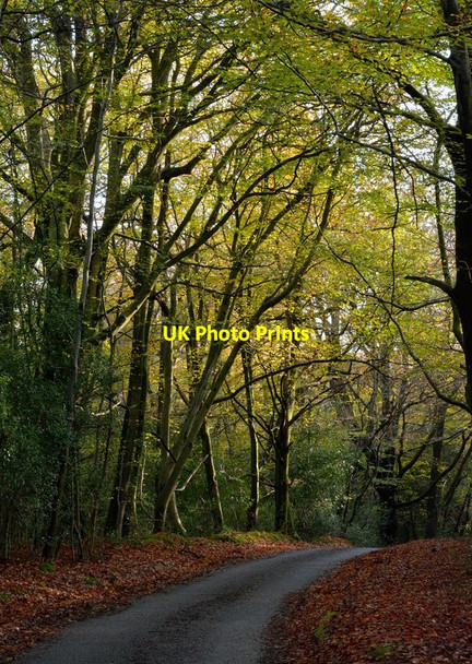 Photo 6"x4" Holly Lane, Bucklebury, Berkshire Thatcham c2014