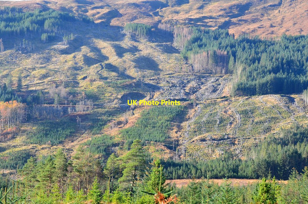 Photo 6"x4" Replanted hillside, Gleann Suileag Fassfern\/An Fasadh Fearna c2014