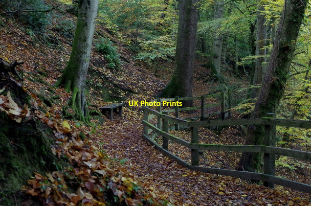 Photo 6"x4" Woodland walk, Rock Park, Llandrindod Wells Llandrindod Wells\/Llandrindod c2014