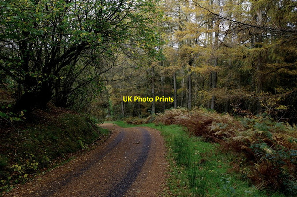 Photo 6"x4" Lane to Abernefal Llanafan-fawr c2014
