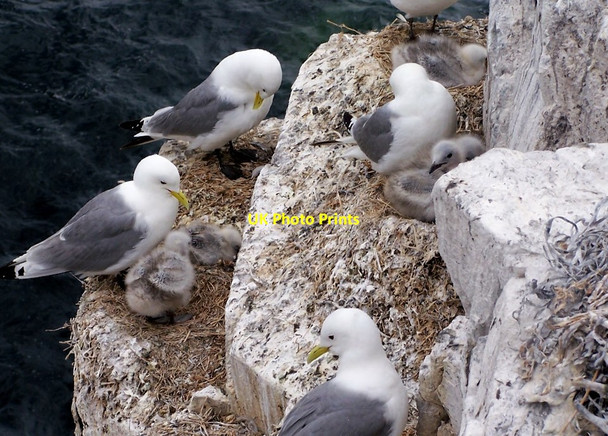 Photo 6"x4" Kittiwakes, Farne Islands Seahouses c2006