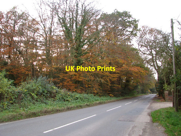 Photo 6"x4" Norwich Road past Hospital Plantation Rackheath c2014