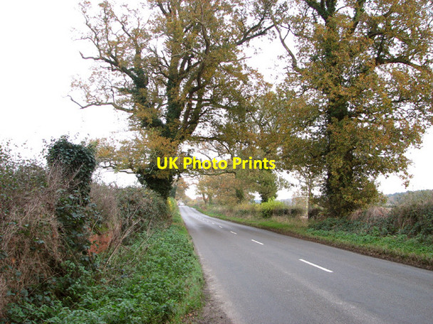 Photo 6"x4" Trees in autumn colours beside Norwich Road Salhouse c2014