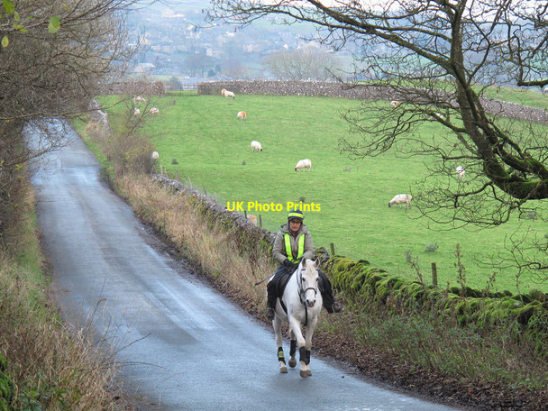 Photo 6"x4" Horse on Grass Wood Lane Skirethorns c2014