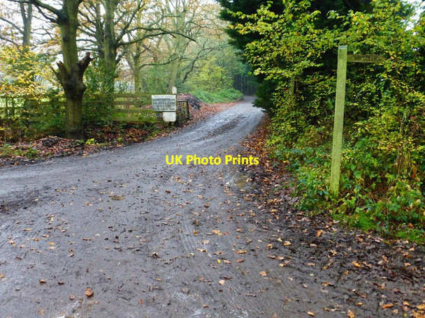 Photo 6"x4" Looking along the track to Norwood Farm Mimbridge c2014