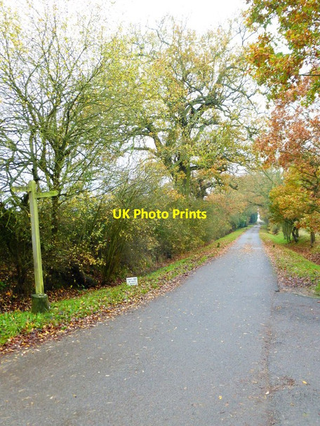 Photo 6"x4" Looking south on Chobham Park Lane Mimbridge c2014