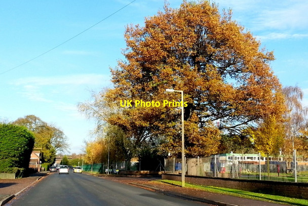 Photo 6"x4" Oak on Alton Road, Ross-on-Wye Ross-on-Wye c2014