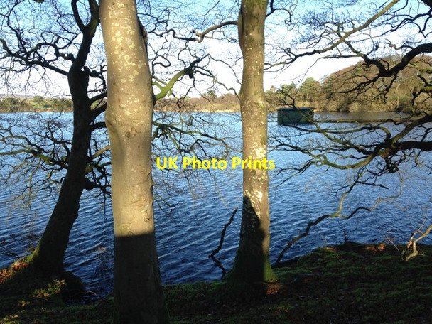 Photo 6"x4" Trees in shadow, Loughmacrory Milltown\/H5775 c2014