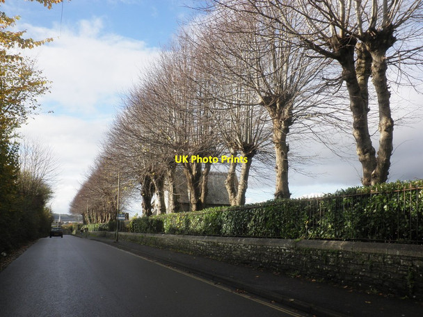 Photo 6"x4" Pollarded trees line the cemetery, on Goodleigh Road Barnstaple c2014