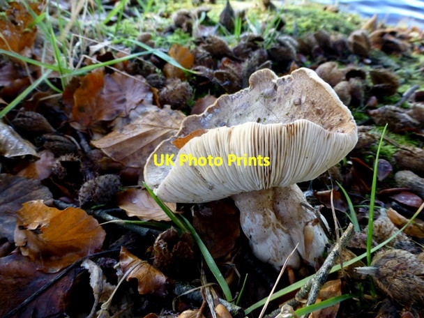 Photo 6"x4" Fungus, Loughmacrory Milltown\/H5775 c2014
