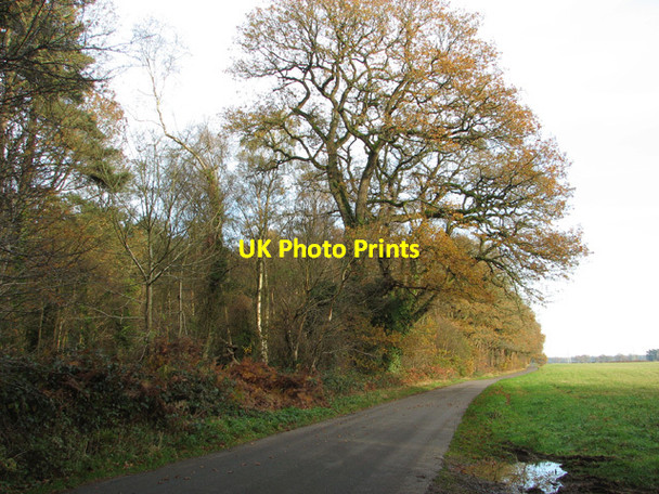Photo 6"x4" Autumnal trees on the southern edge of Sawmill Wood Rougham\/TF8320 c2014