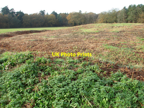 Photo 6"x4" The Great Barrow (Bronze Age bell barrow) Rougham\/TF8320 c2014 P1