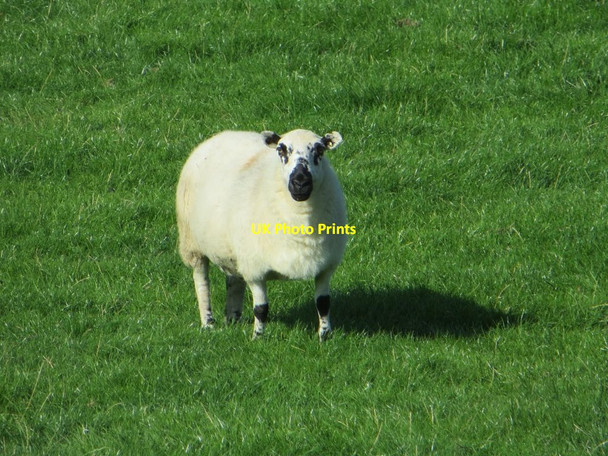 Photo 6"x4" One of the sheep Glanrafon\/SN6180 c2014