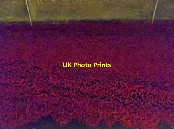 Photo 6"x4" Blanket of poppies, Tower of London London c2014