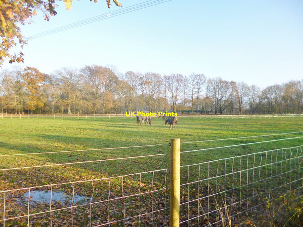 Photo 6"x4" Plaitford, horse grazing Plaitford c2014