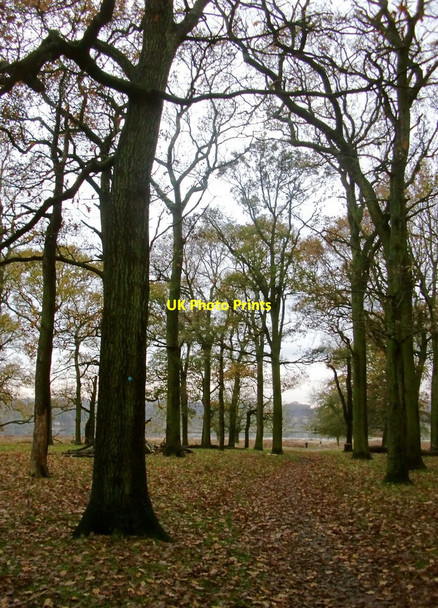 Photo 6"x4" Lawn Plantation in late November Kingston Upon Thames c2014