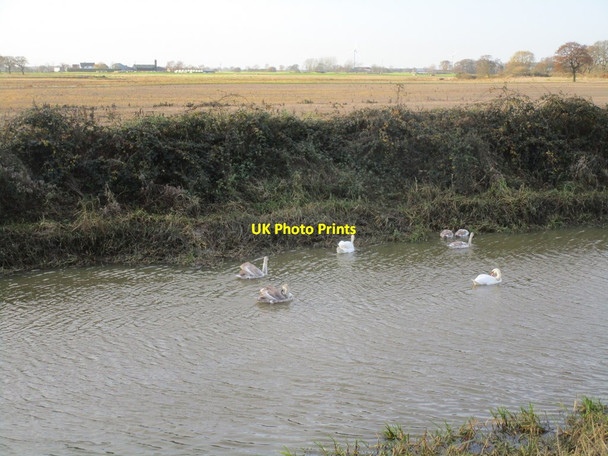 Photo 6"x4" Seven swans a-swimming Hive c2014