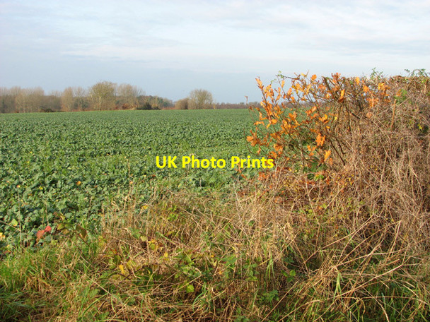 Photo 6"x4" Brassica crop field East Carleton c2014