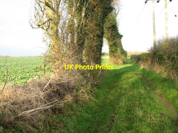 Photo 6"x4" Ivy-clad trees beside the footpath East Carleton c2014