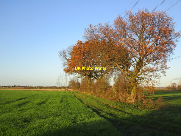 Photo 6"x4" A row of trees and a row of pylons Pollington c2014