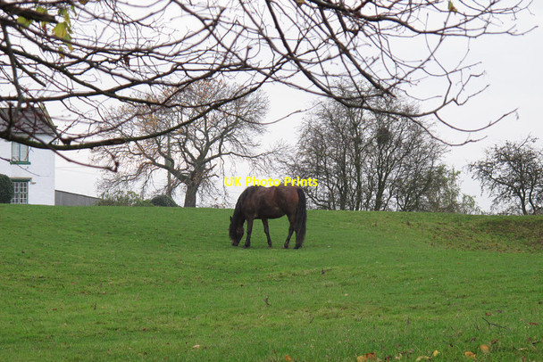 Photo 6"x4" Horse at Wood Farm Wirswall c2014
