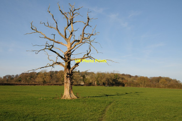Photo 6"x4" Dead tree Stow-on-the-Wold c2014