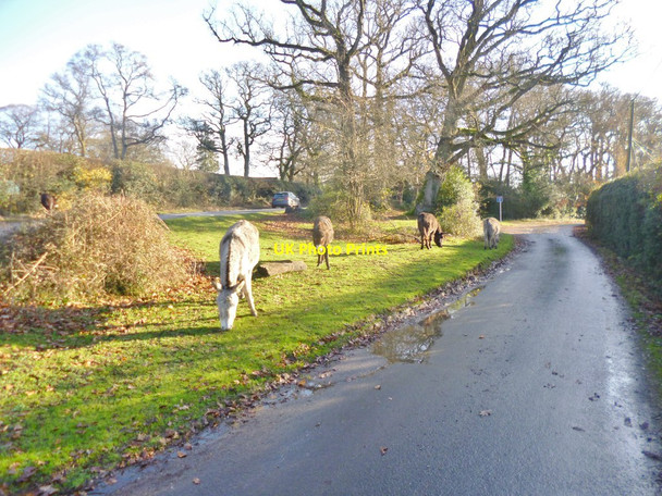Photo 6"x4" Brook, donkeys Brook\/SU2714 c2014