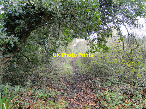 Photo 6"x4" Footpath to Walnut Farm Lower Thurlton c2014 P1