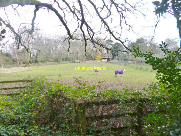 Photo 6"x4" Brook, horse grazing Brook\/SU2714 c2014