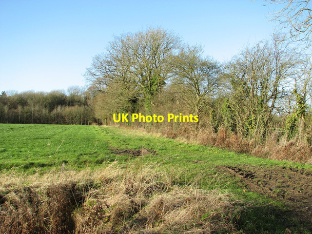 Photo 6"x4" View towards Small Plantation Elsing c2014