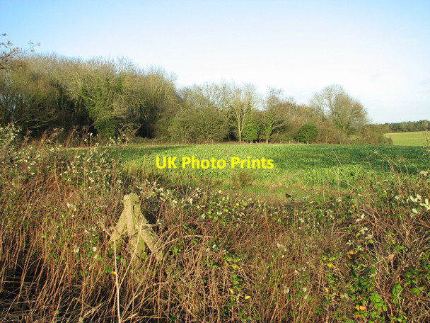 Photo 6"x4" Brassica crop field beside Worthing Road Greengate\/TG0116 c2014